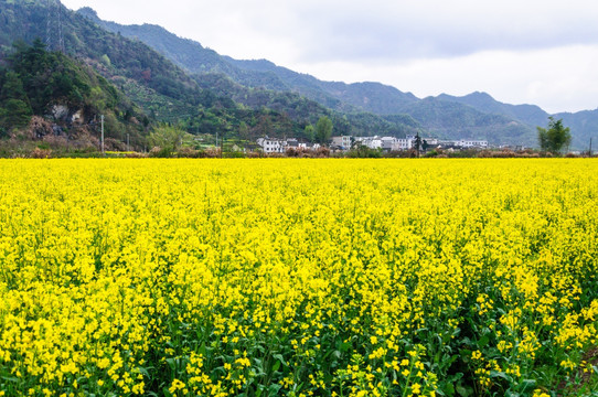 柯村油菜花