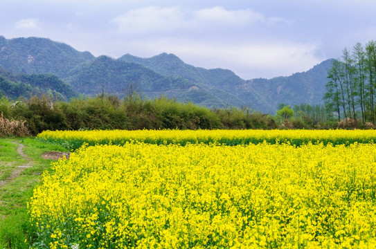 柯村油菜花