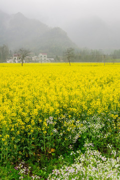 柯村油菜花