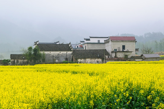 柯村油菜花