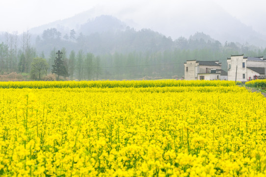 柯村油菜花