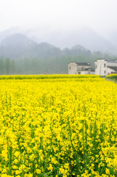 柯村油菜花