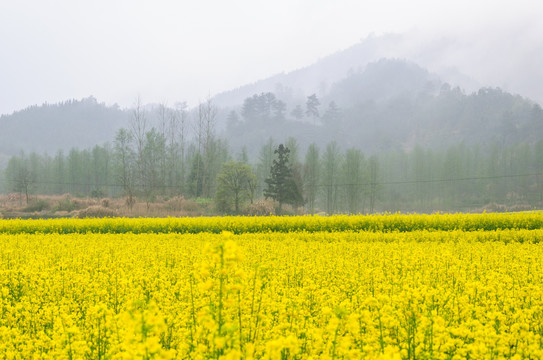 柯村油菜花