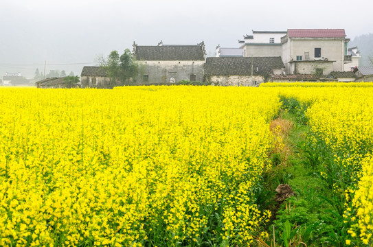 柯村油菜花