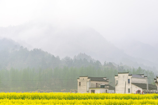 柯村油菜花