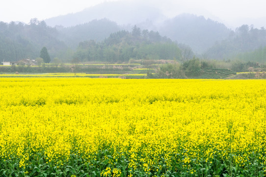 柯村油菜花