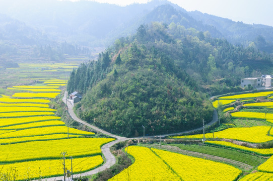 柯村油菜花