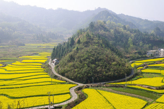 柯村油菜花