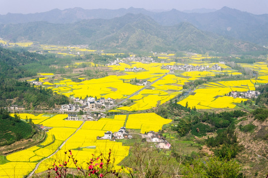 柯村油菜花