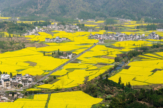 柯村油菜花