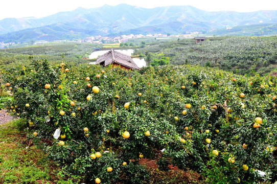 石榴園