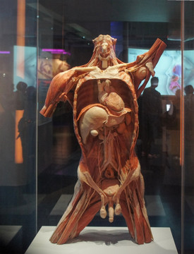 人体结构模型 芝加哥科技博物馆