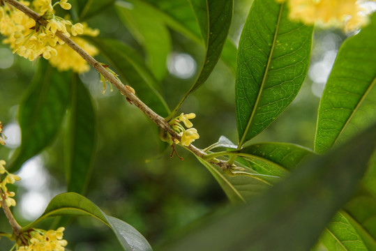 桂花