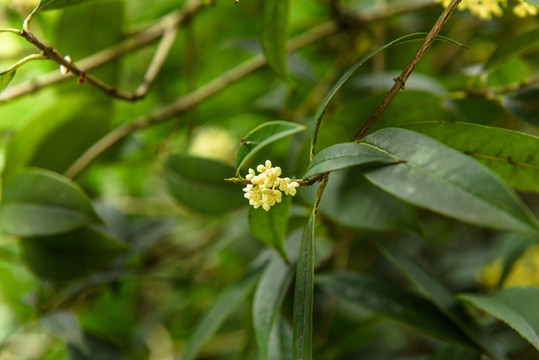 桂花