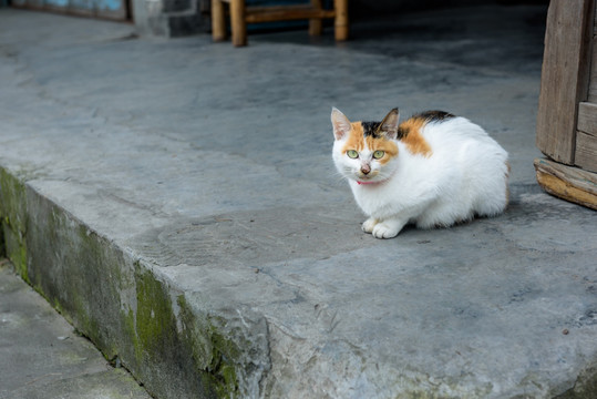 花猫