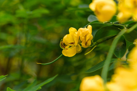 黄花槐