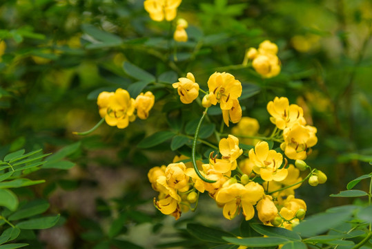 黄花槐