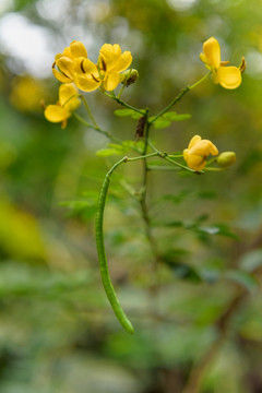 黄花槐