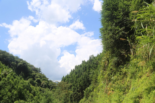 蓝天 树木 绿叶 树枝 天空