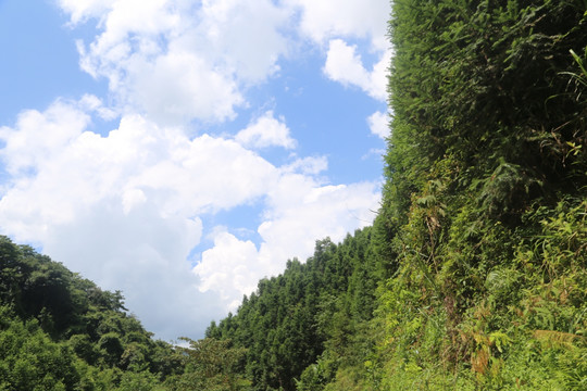 蓝天 树木 绿叶 树枝 天空