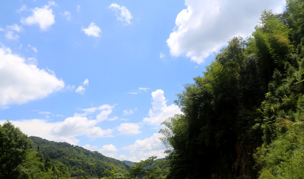 蓝天 树木 绿叶 树枝 天空