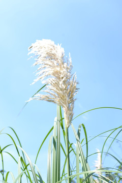 芦苇花 芦苇丛 芦苇