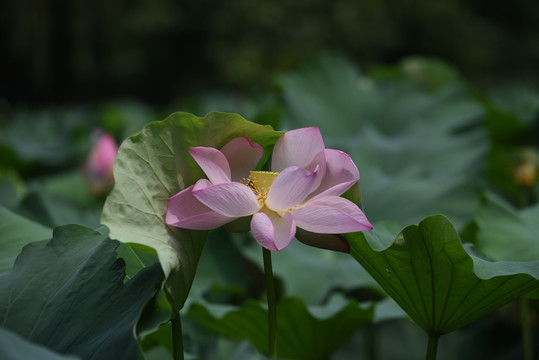 荷花