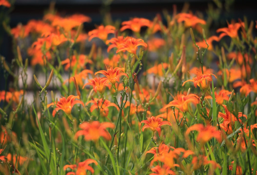 萱草花