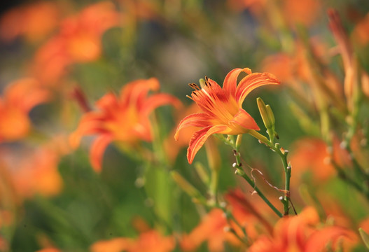 萱草花