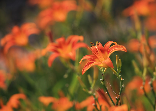 萱草花