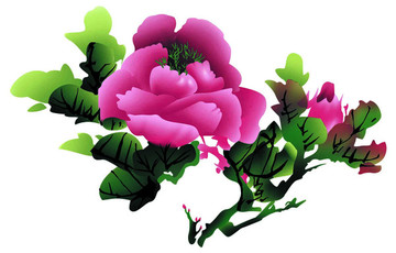 牡丹花