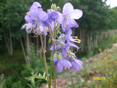 大兴安岭野生花草