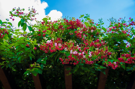 使君子花架好漂亮