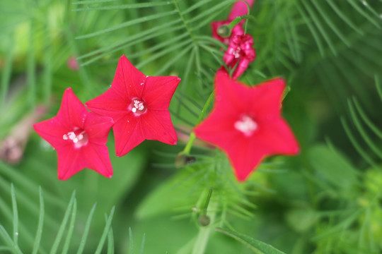 茑萝松花开红艳艳 （13）