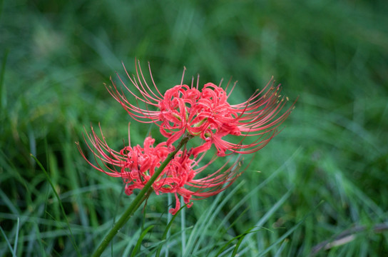 彼岸花