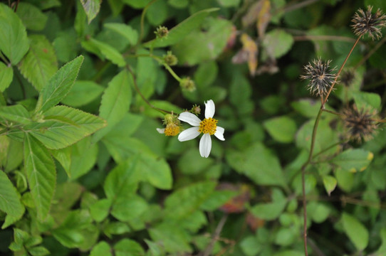 雏菊花