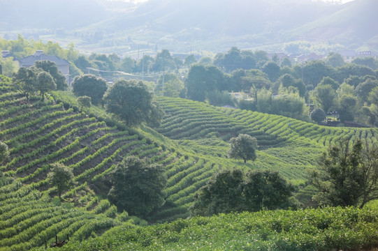 浙江安吉白茶茶园茶山