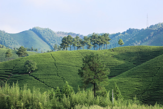 浙江安吉白茶茶园茶山