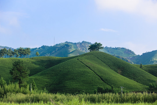 浙江安吉白茶茶园茶山