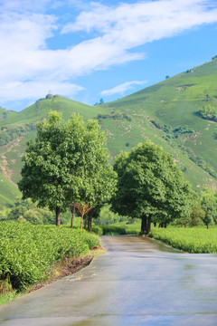 安吉白茶茶叶园茶山