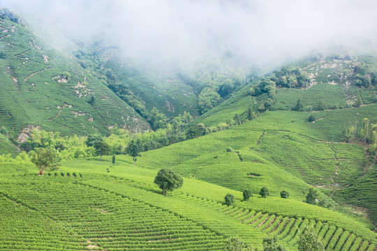 浙江安吉白茶茶园茶山