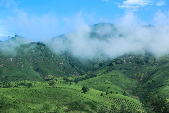 浙江安吉 白茶 茶园 茶山 茶