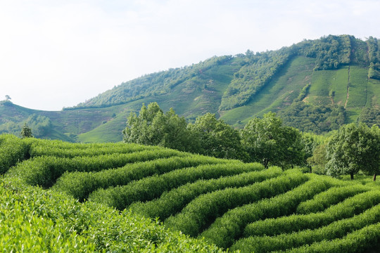 浙江安吉白茶茶园茶山