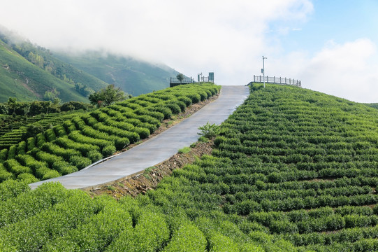 浙江安吉白茶茶园茶山