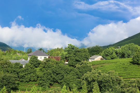 浙江安吉白茶茶园茶山