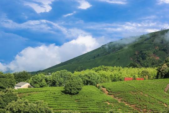 浙江安吉白茶茶园茶山