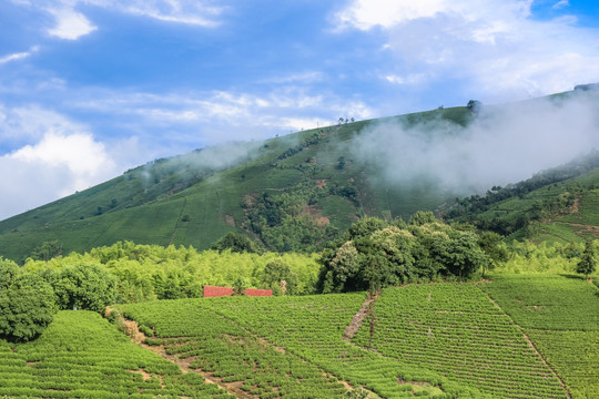 浙江安吉白茶茶园茶山