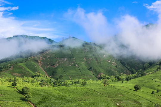 浙江安吉白茶茶园茶山