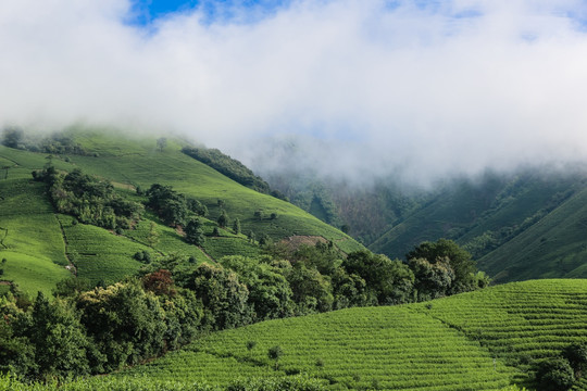 浙江安吉白茶茶园茶山