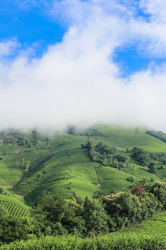 浙江安吉白茶茶园茶山